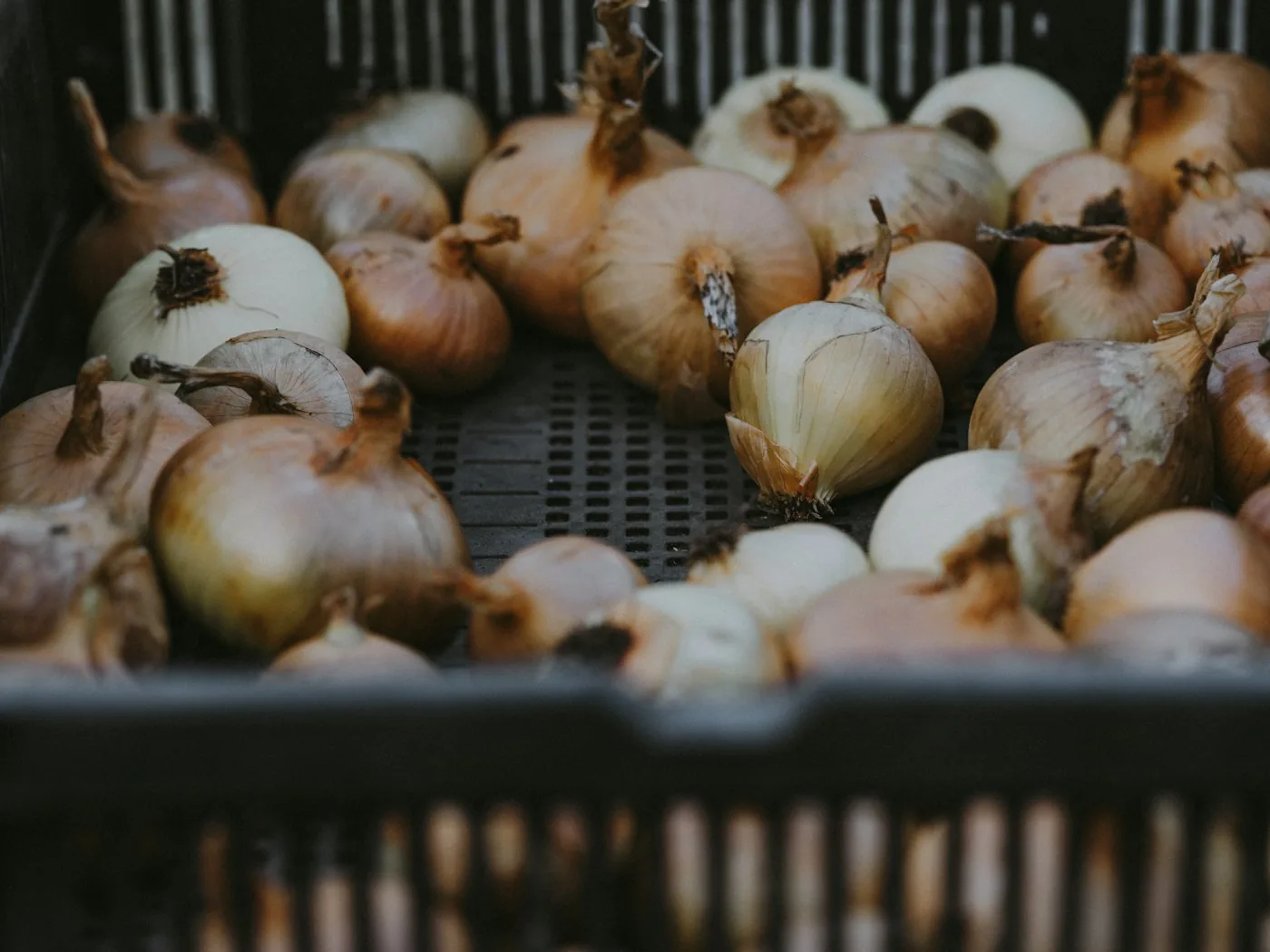 Onions in a ventilated plastic crate before grading and packing