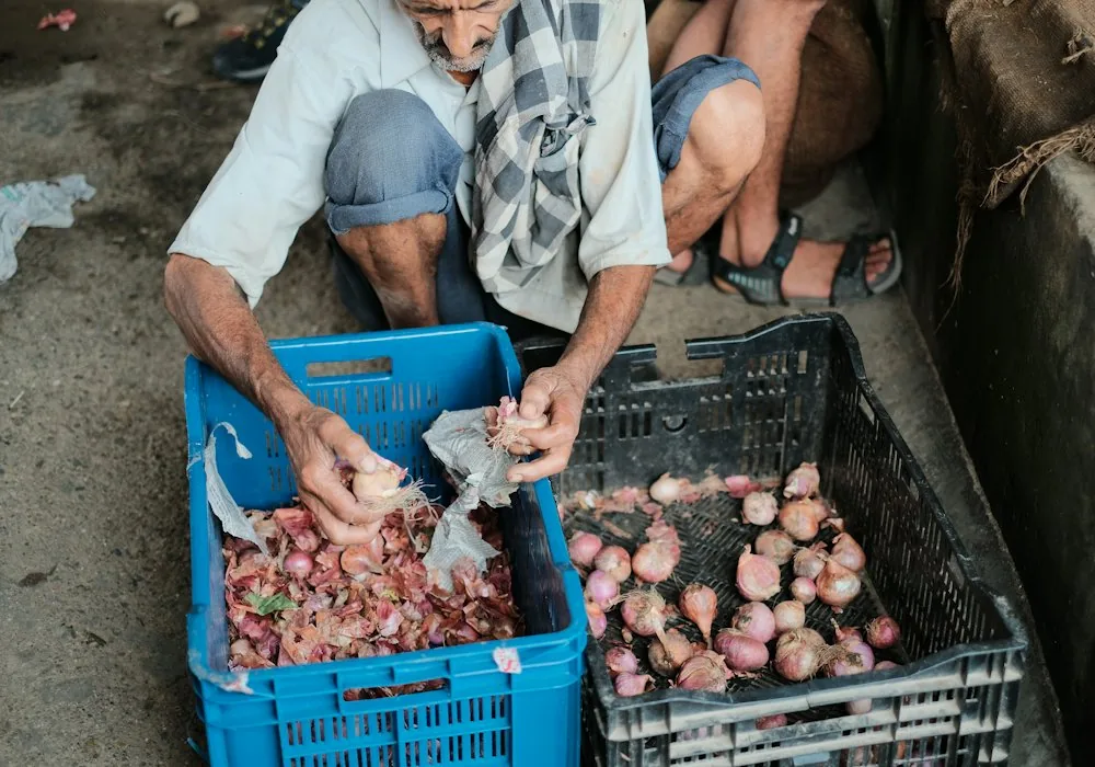 Hands sorting onions between two produce crates