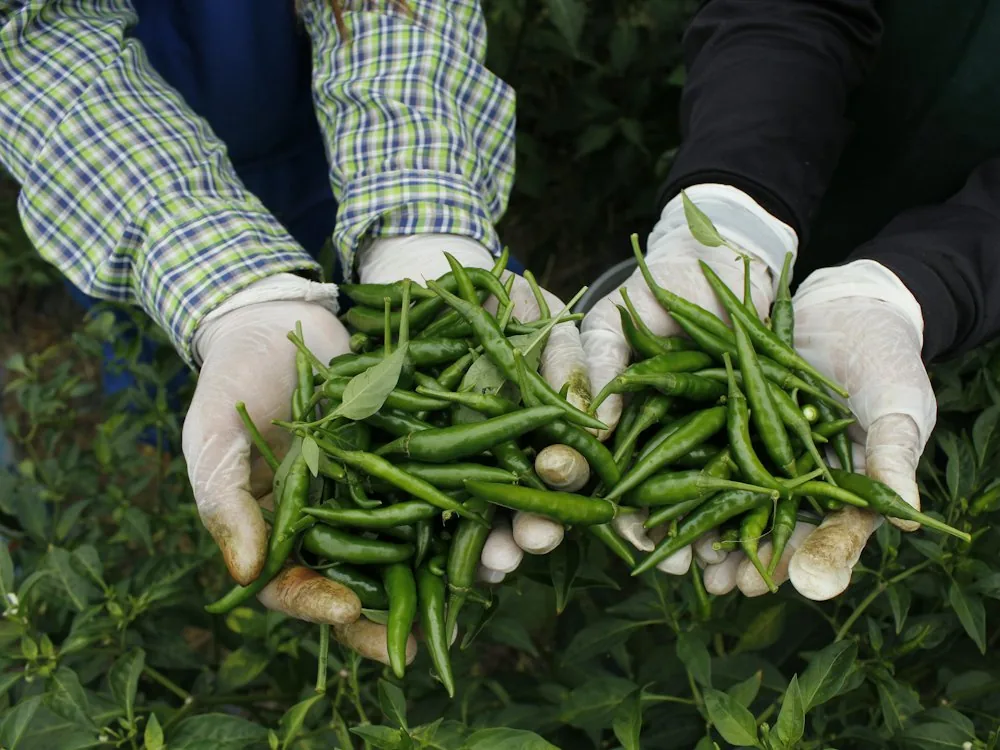 Gloved hands holding freshly harvested green chillies above the crop